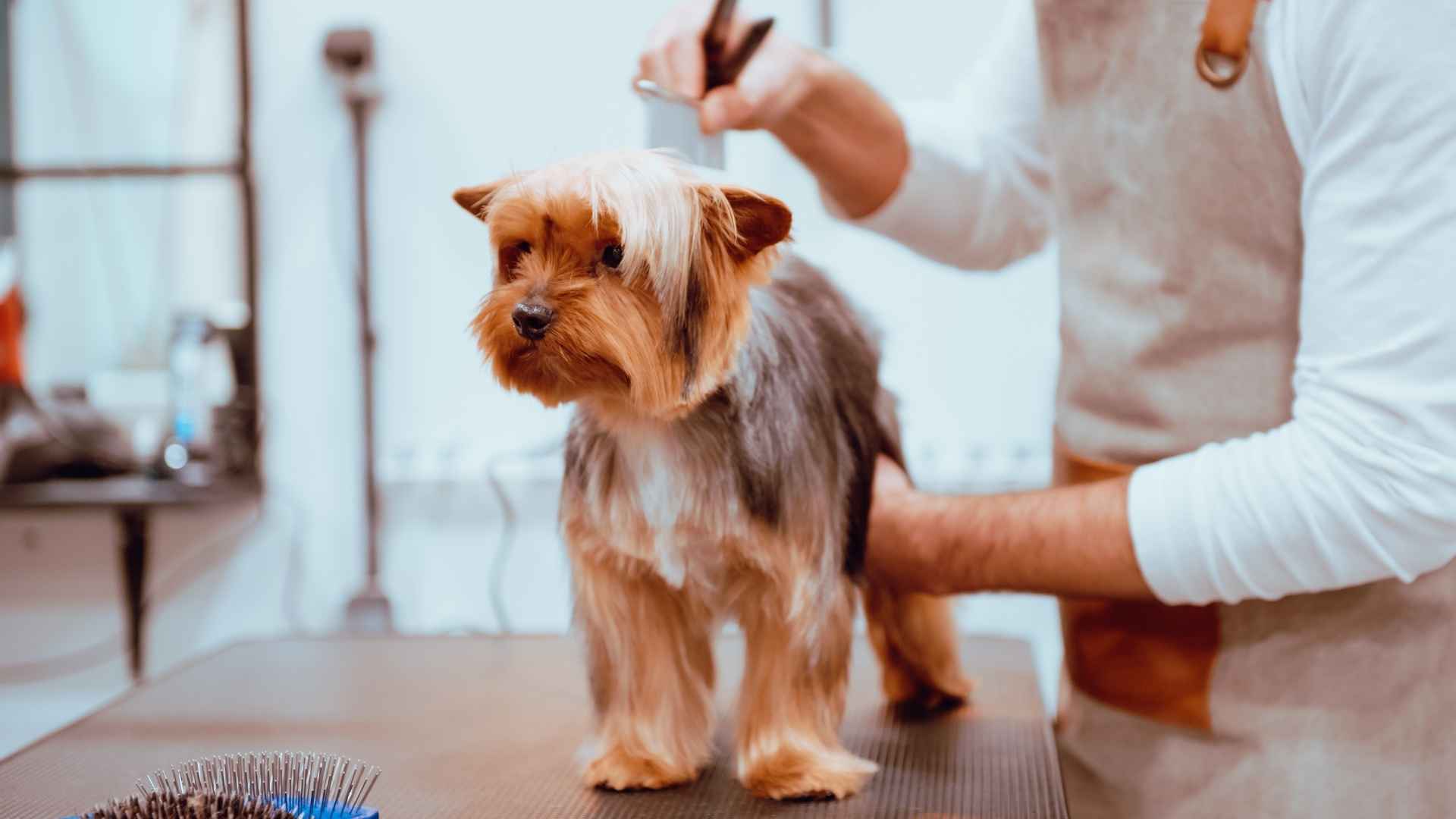 Servicios grooming para perros